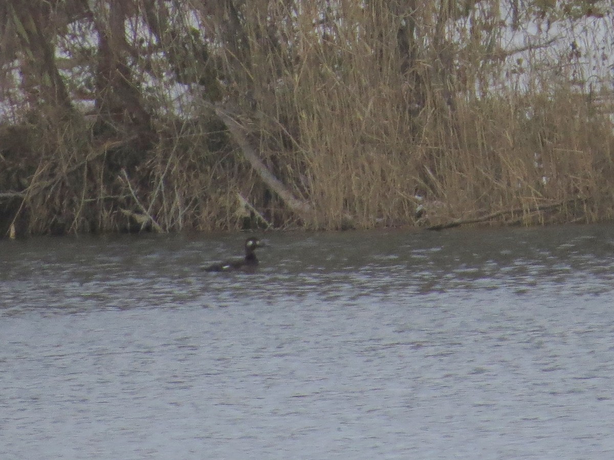 turpan kanadský - ML646434070