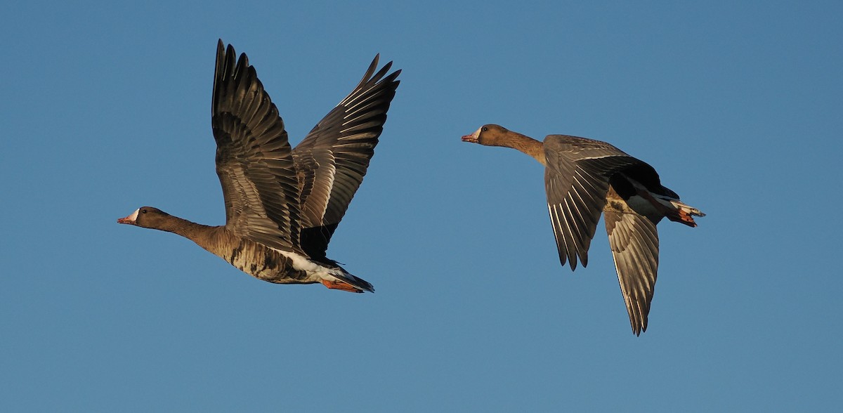 Greater White-fronted Goose - ML646434071