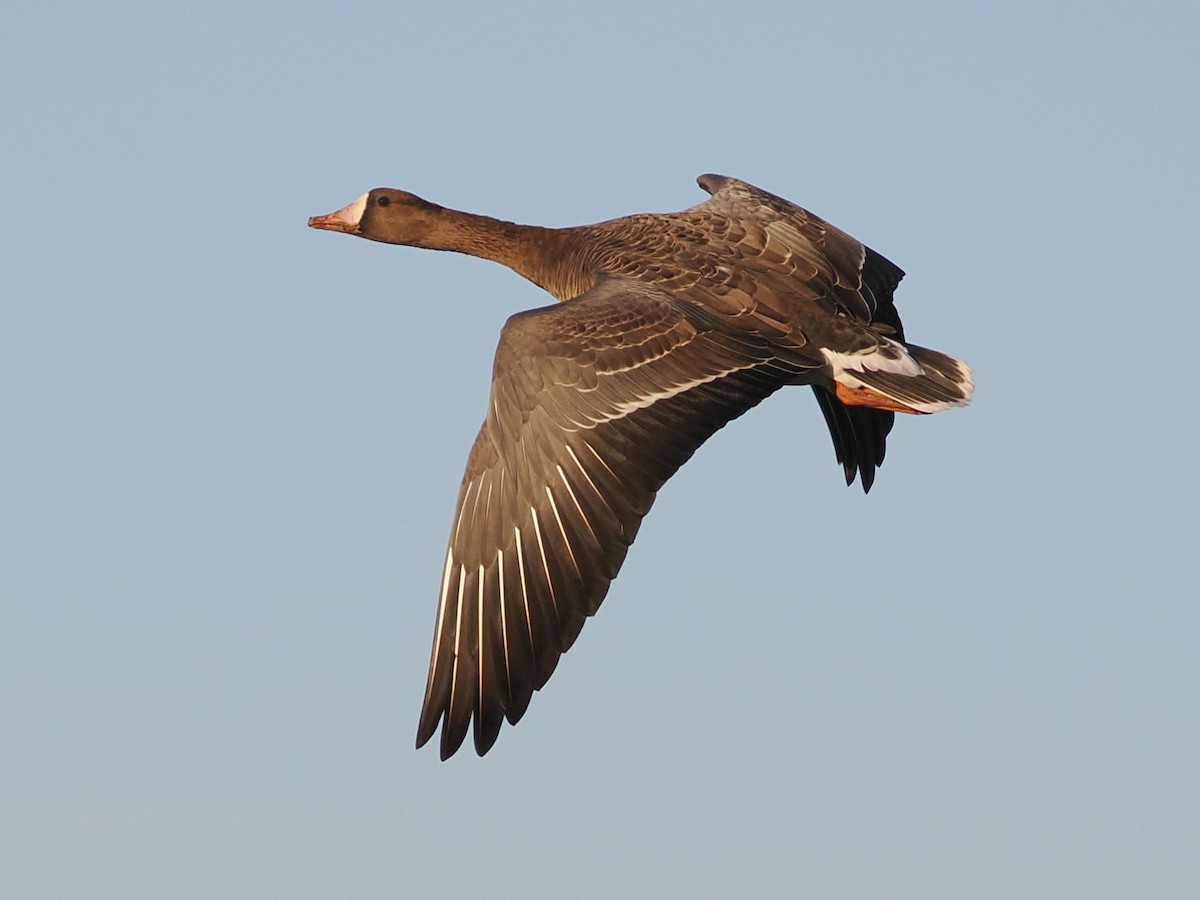 Greater White-fronted Goose - ML646434073