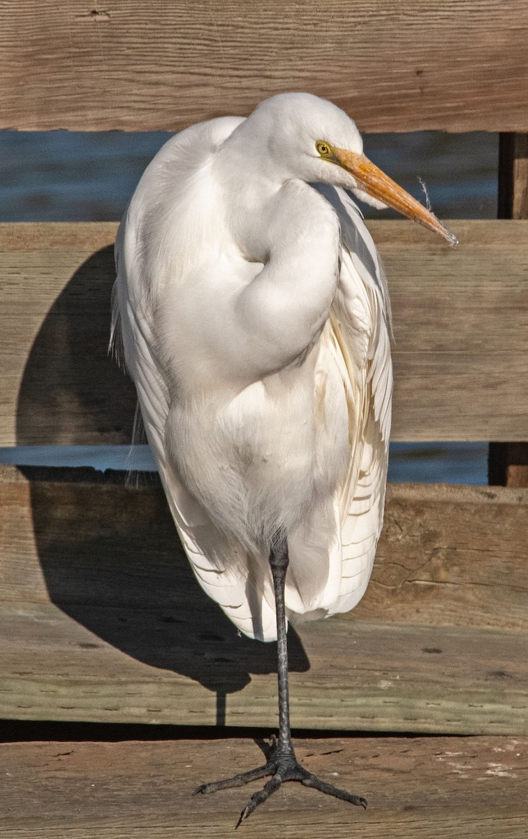 Koartza zuria - ML646434074