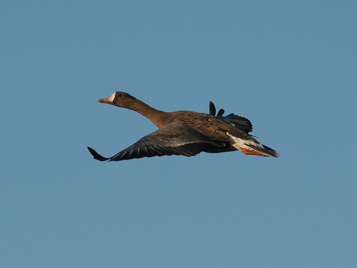 Greater White-fronted Goose - ML646434075