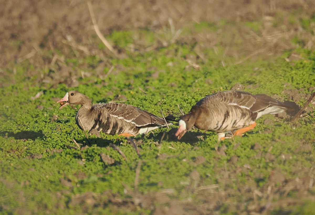 Greater White-fronted Goose - ML646434076