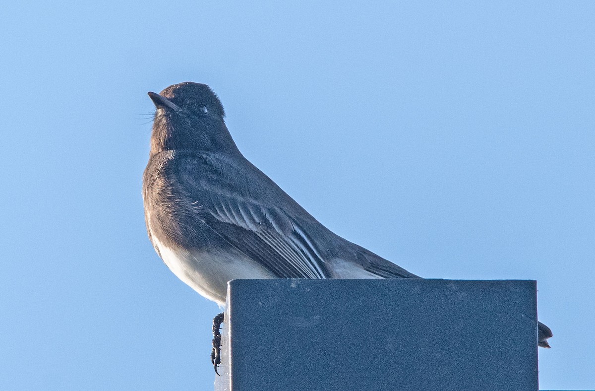 Black Phoebe - ML646434079