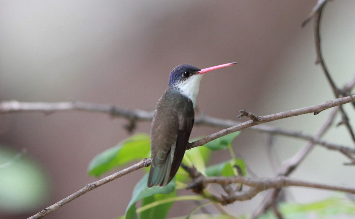 Violet-crowned Hummingbird - ML646434080