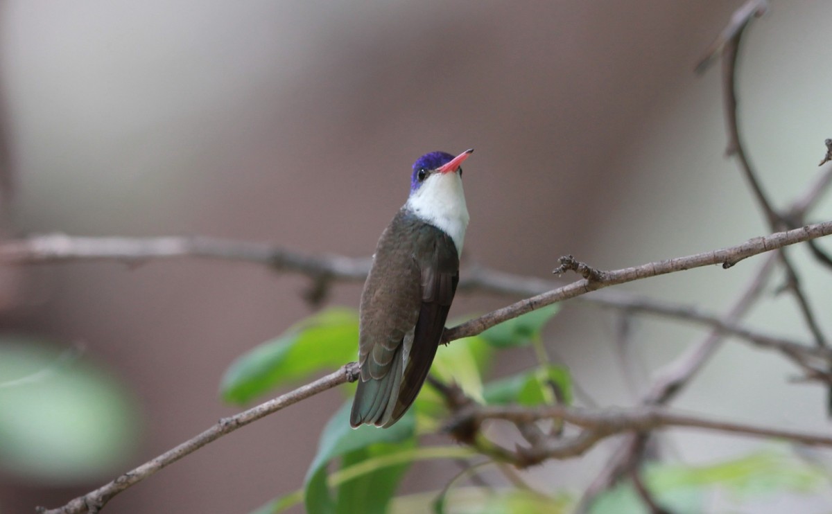 Violet-crowned Hummingbird - ML646434081