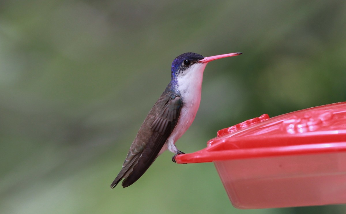 Violet-crowned Hummingbird - ML646434082