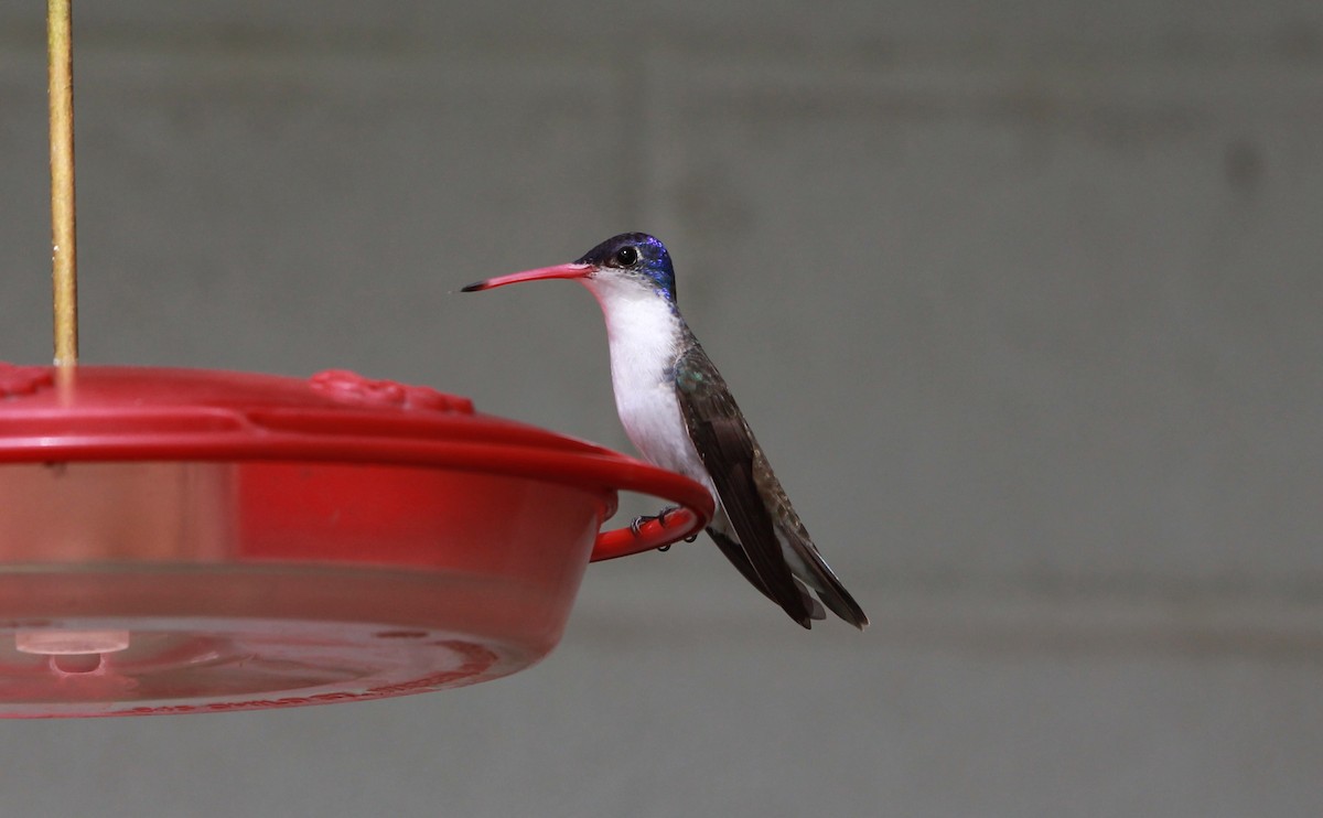 Violet-crowned Hummingbird - ML646434083