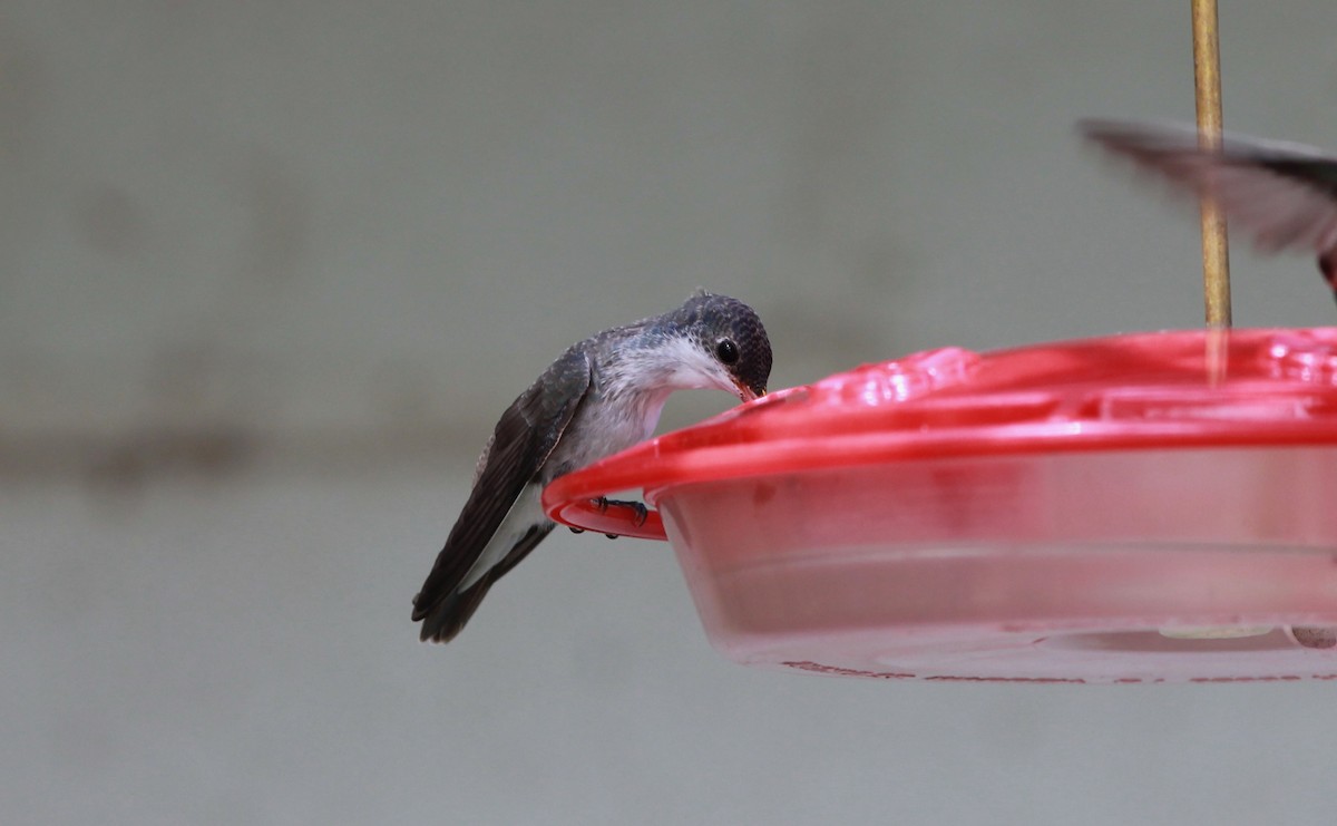 Violet-crowned Hummingbird - ML646434084
