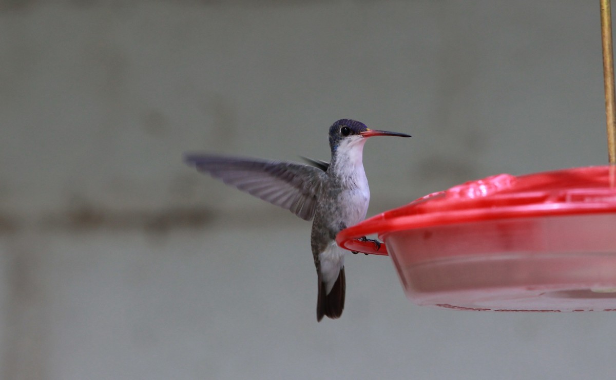 Violet-crowned Hummingbird - ML646434085