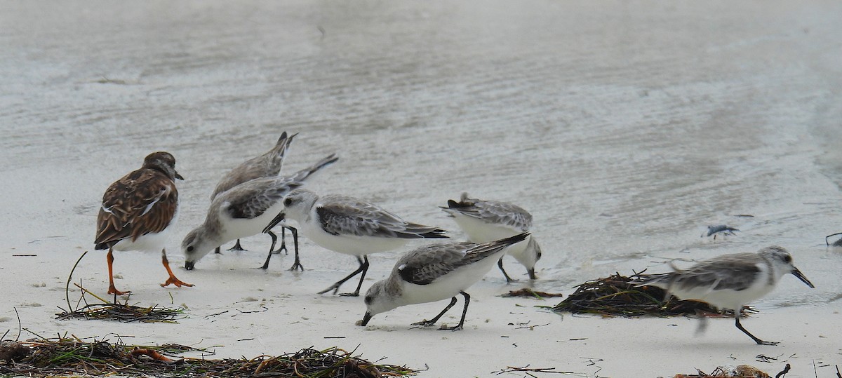 Песчанка - ML646434086