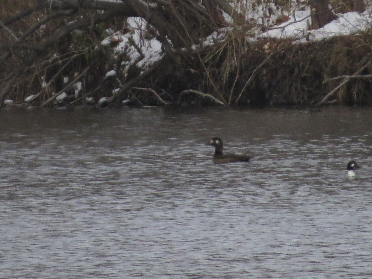 turpan kanadský - ML646434087