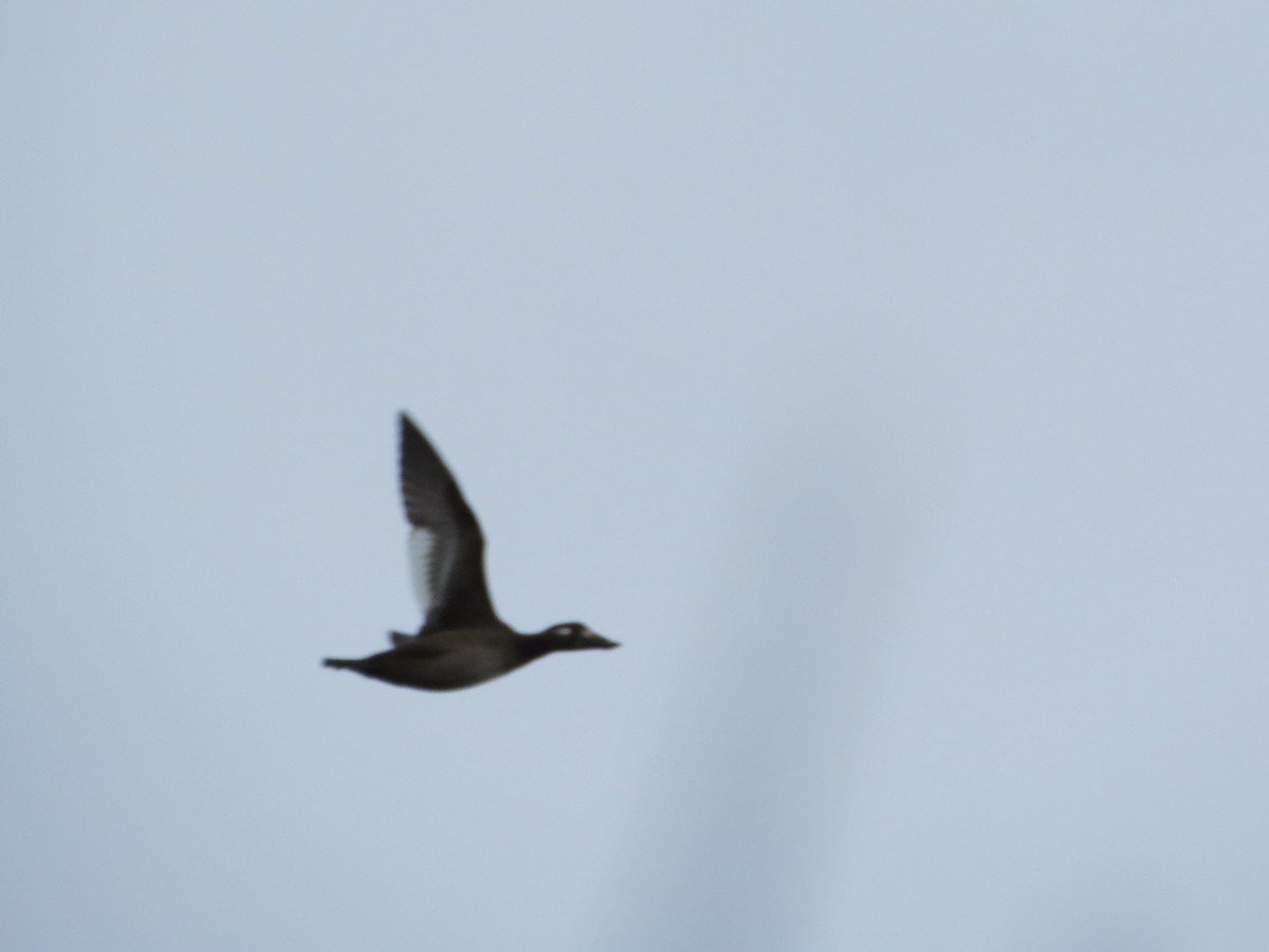 turpan kanadský - ML646434090