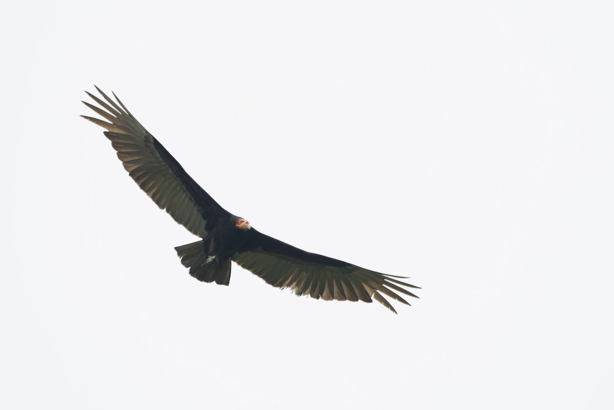 Lesser Yellow-headed Vulture - ML646434091