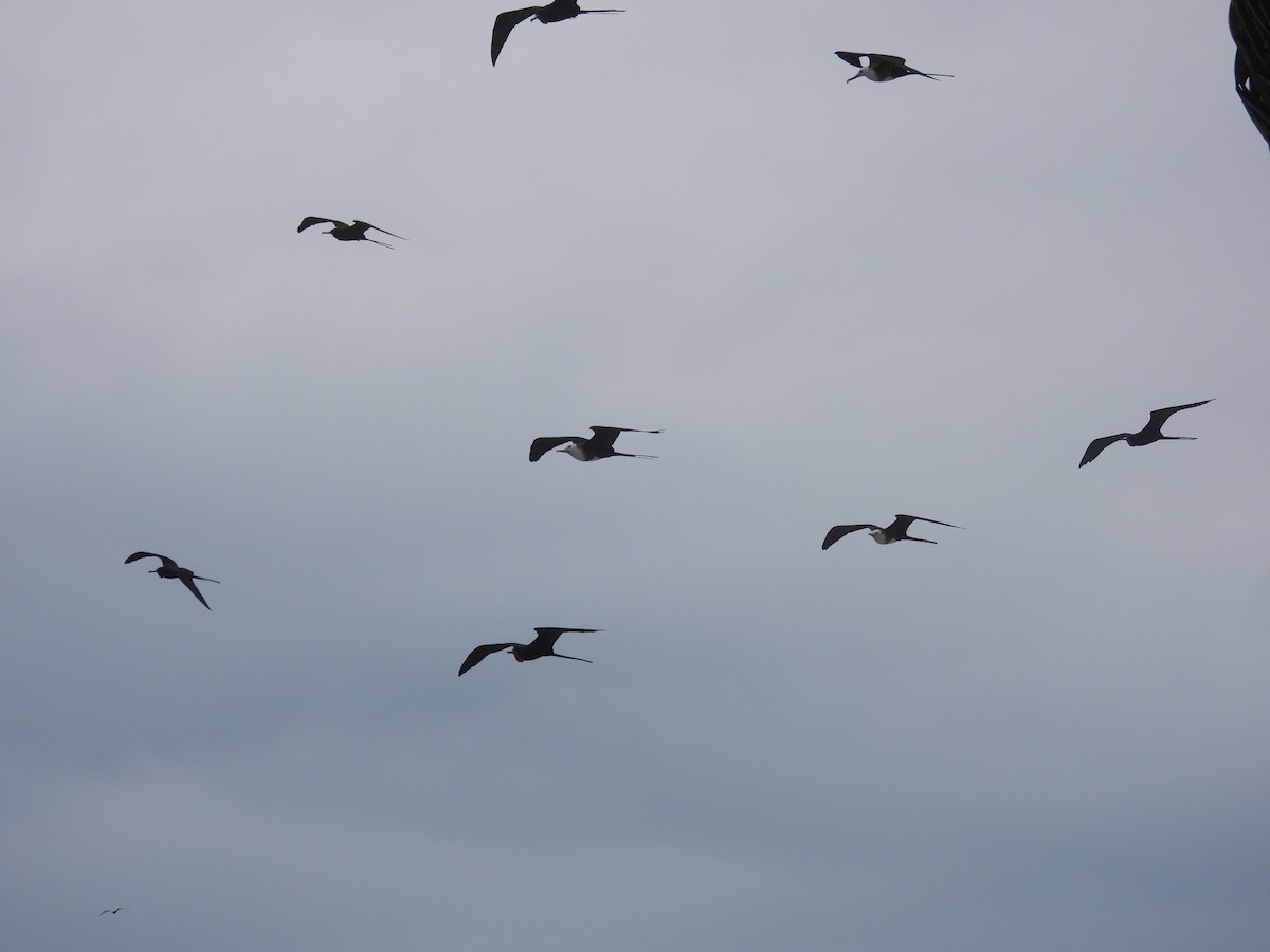 Magnificent Frigatebird - ML646434093