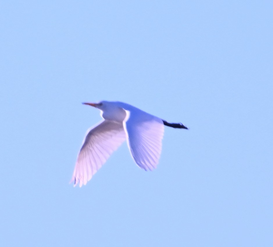 Western Cattle-Egret - ML646434094