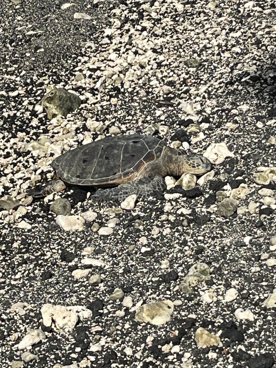 Green Sea Turtle - ML646434095