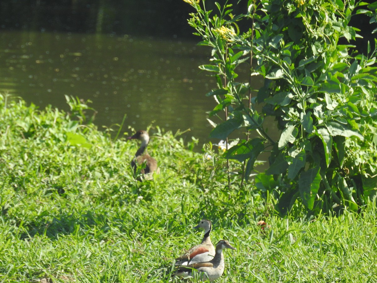 שרשיר ברזילאי - ML646434097