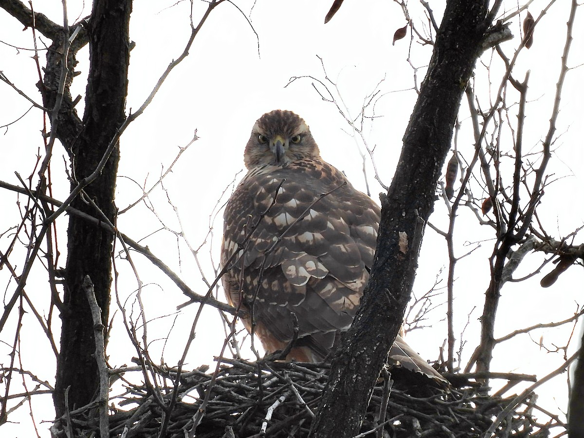 נץ גדול - ML646434098
