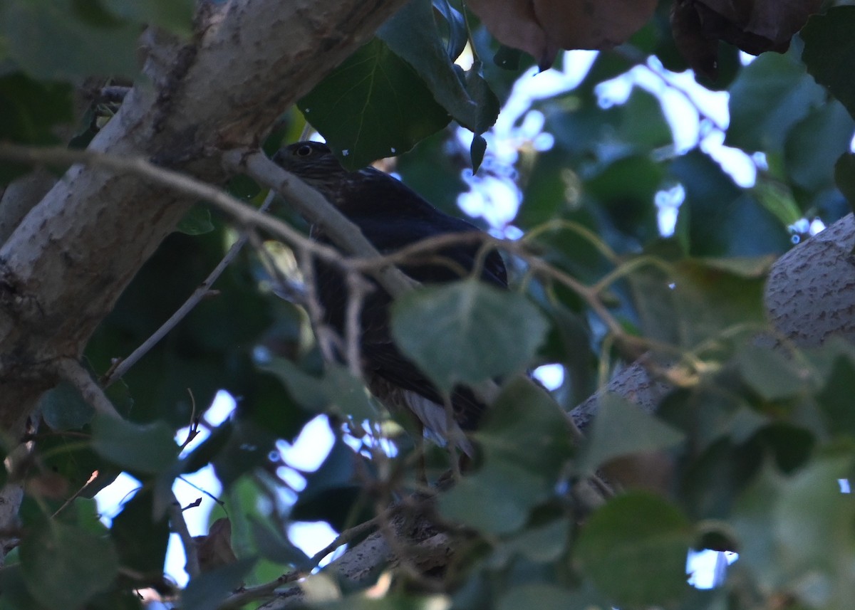 Sharp-shinned Hawk - ML646434102