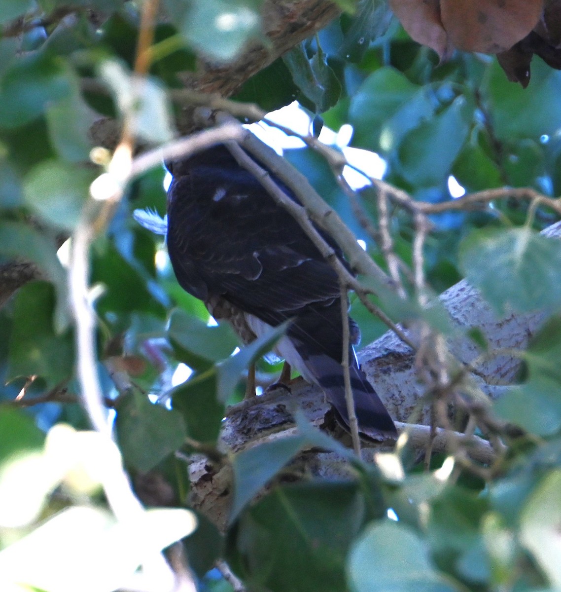 Sharp-shinned Hawk - ML646434103