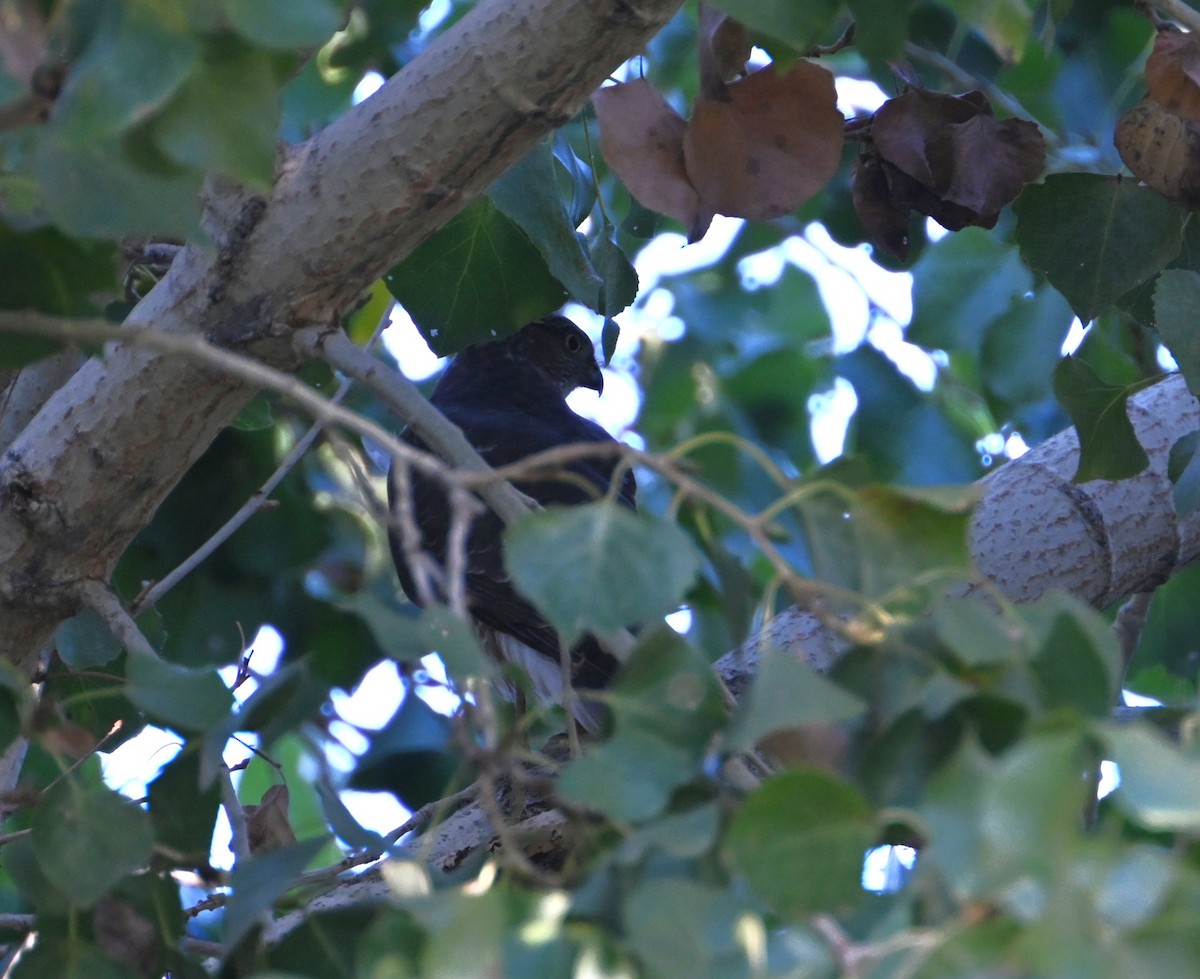 Sharp-shinned Hawk - ML646434104