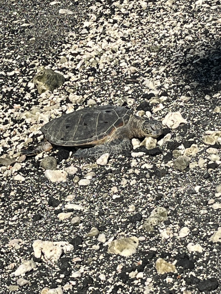 Green Sea Turtle - ML646434105