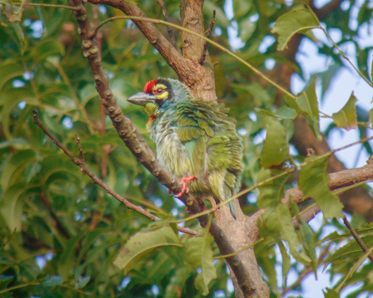 Coppersmith Barbet - ML646434107