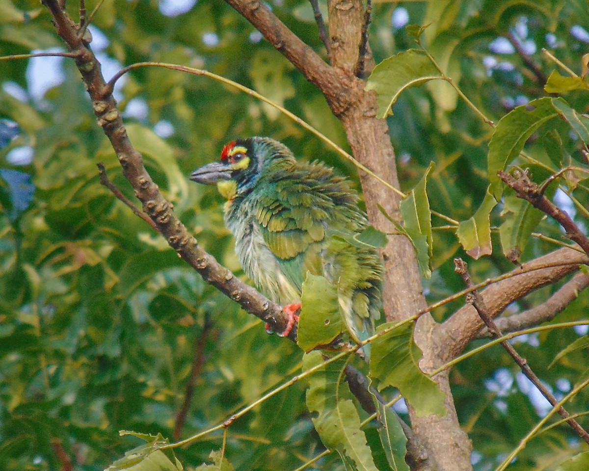 Coppersmith Barbet - ML646434108