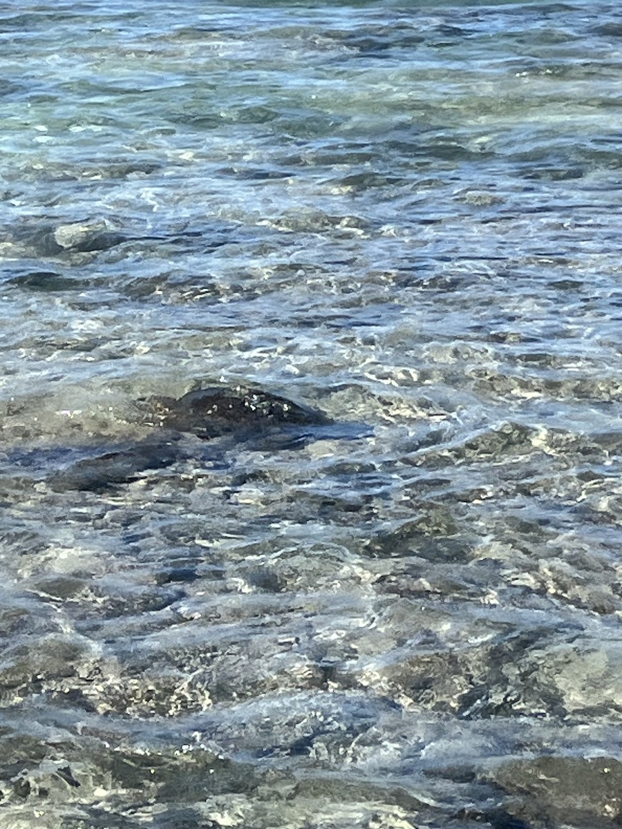 Green Sea Turtle - ML646434109