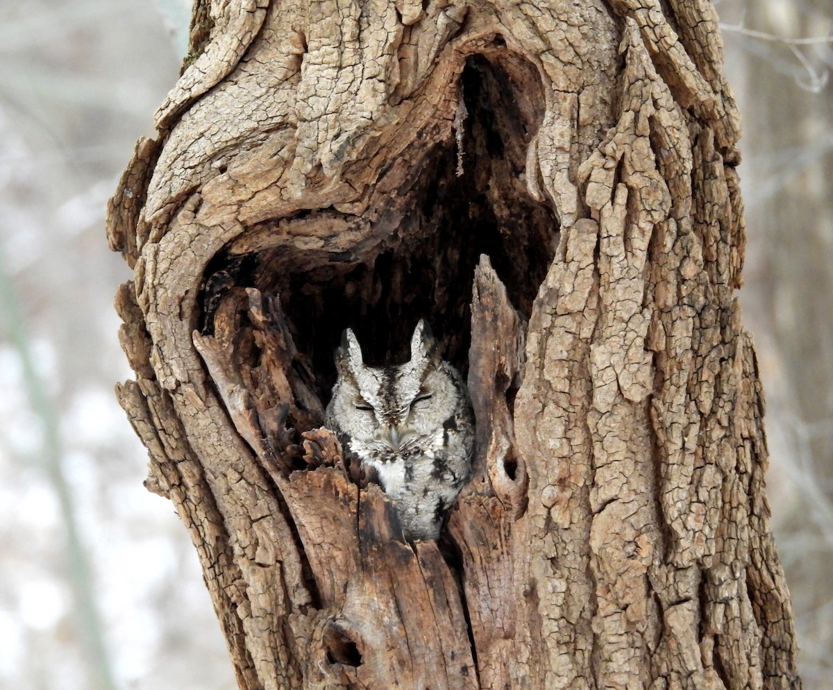 Japanese Scops-Owl - ML646434111