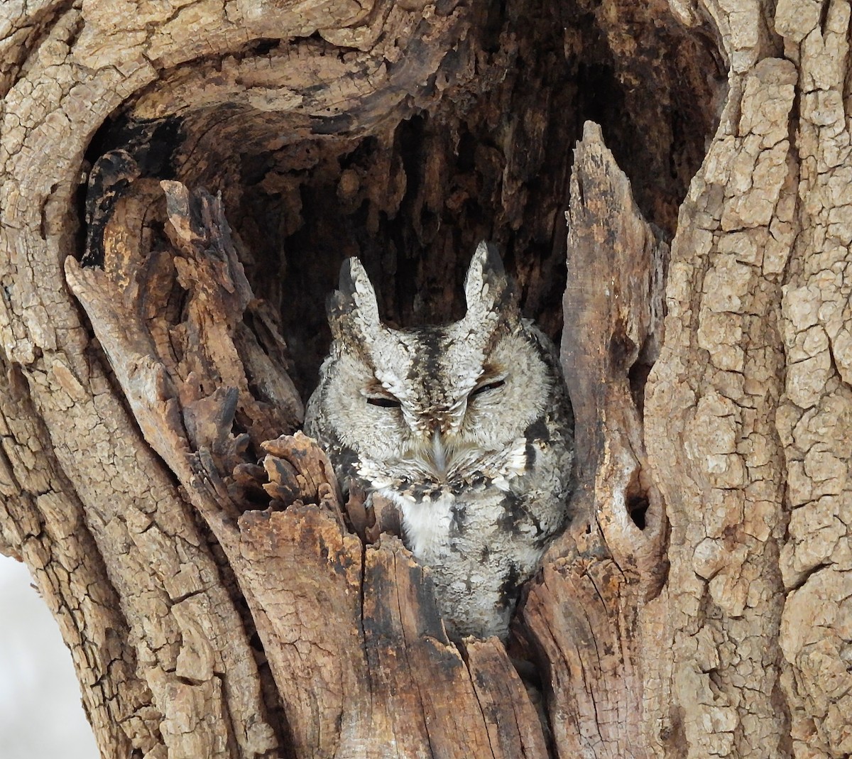 Japanese Scops-Owl - ML646434112