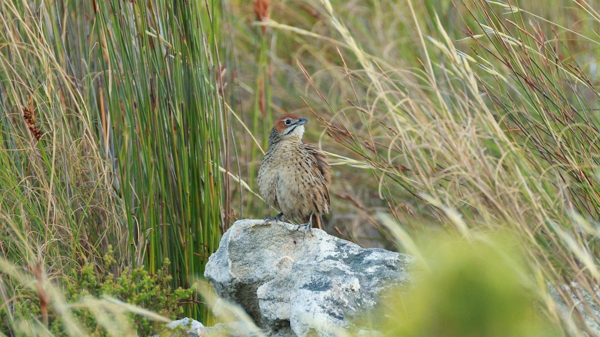 Cape Grassbird - ML646434116