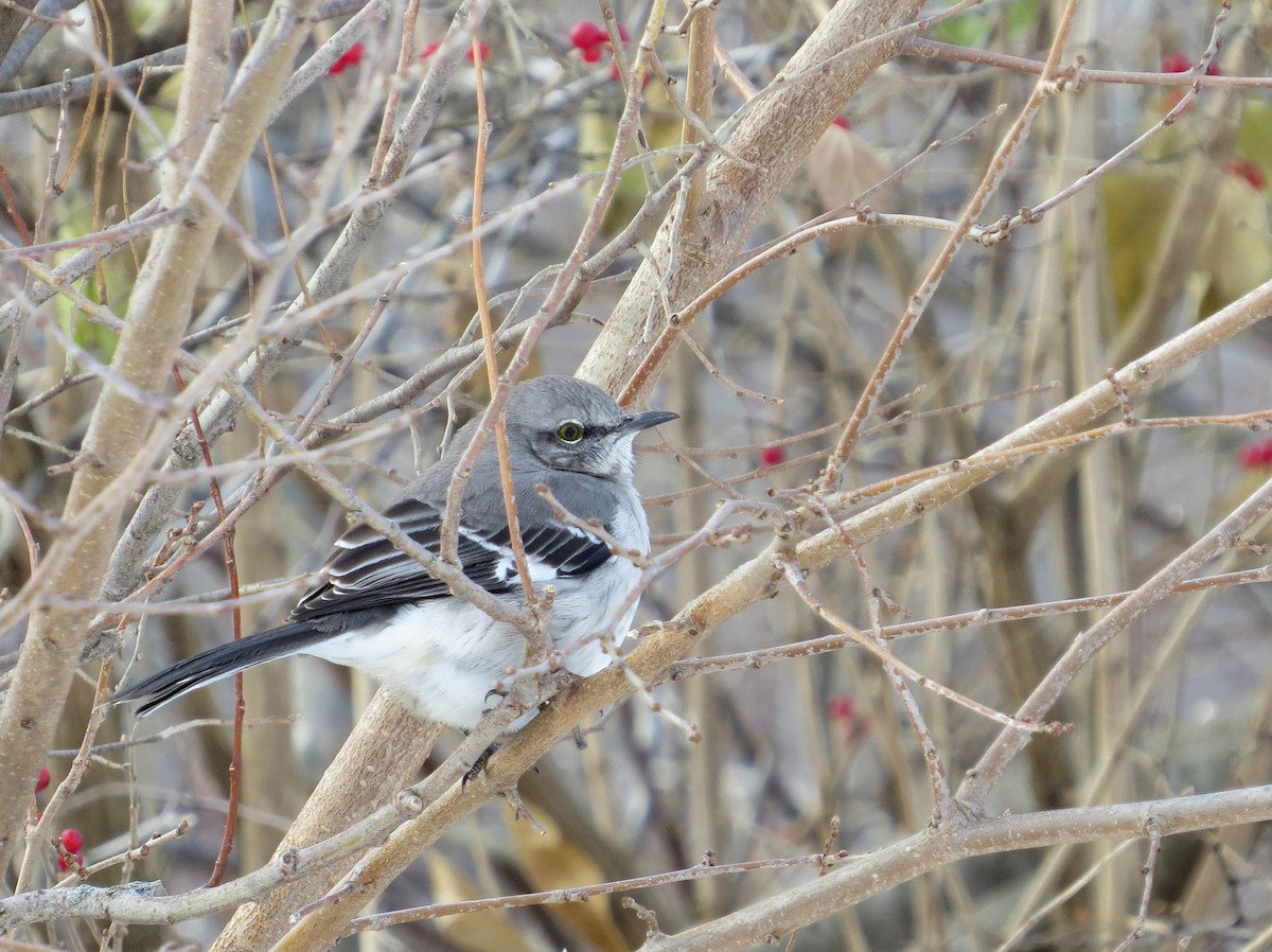 חקיינית צפונית - ML646434117