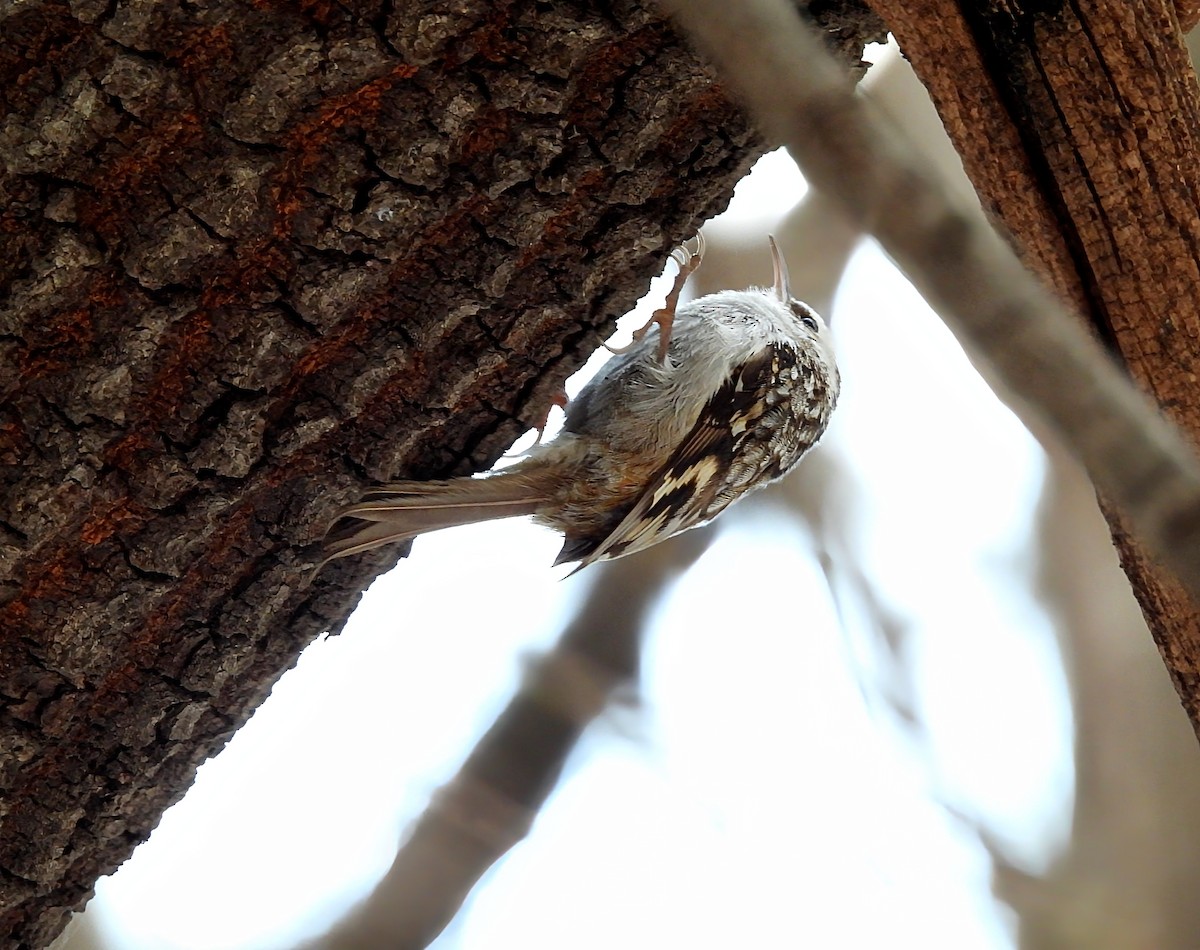 טפס-עצים אירופי - ML646434118