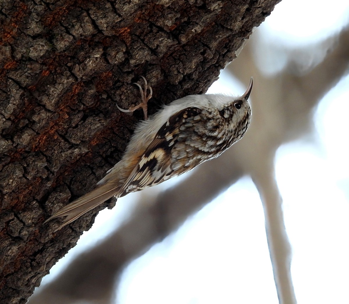 טפס-עצים אירופי - ML646434119