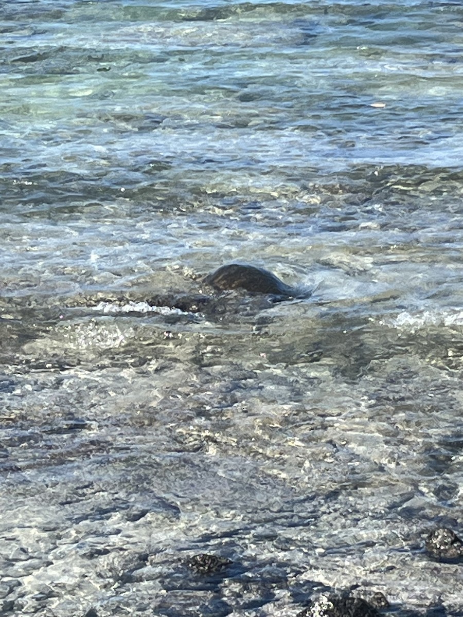 Green Sea Turtle - ML646434120