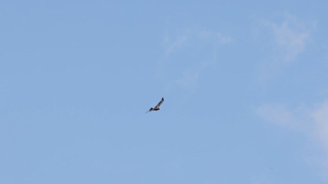 Wedge-tailed Eagle - ML646434121