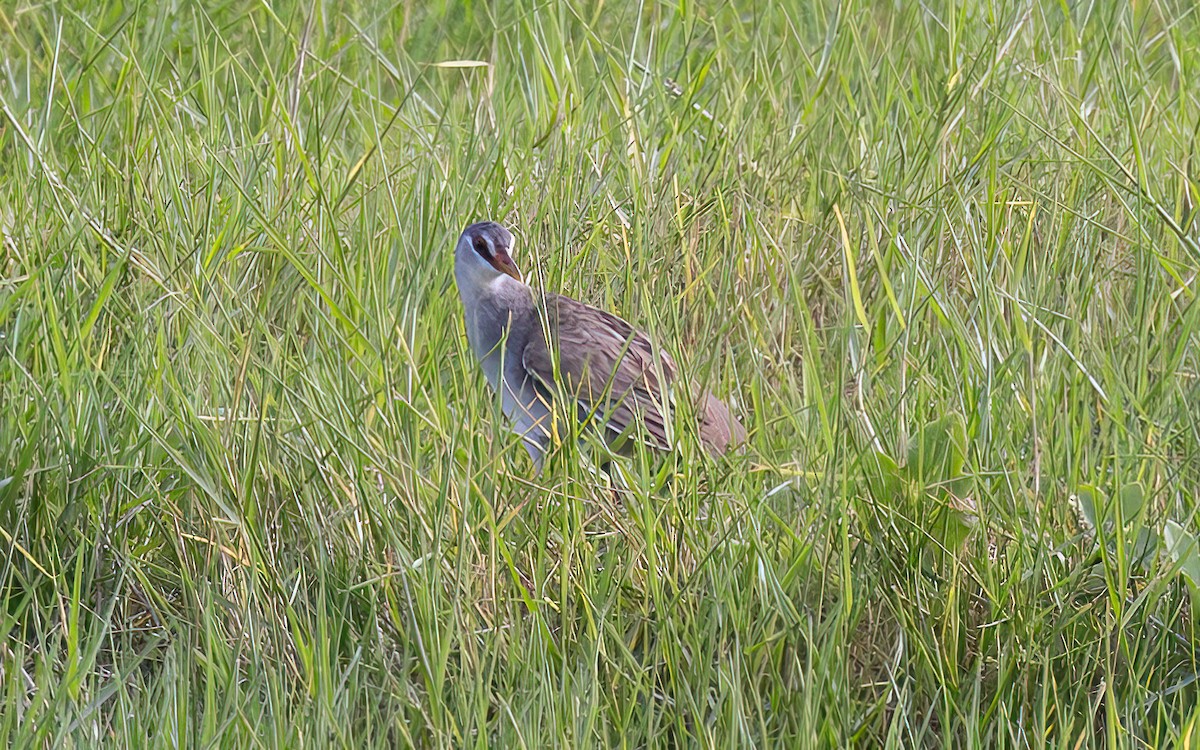 White-browed Crake - ML646434122