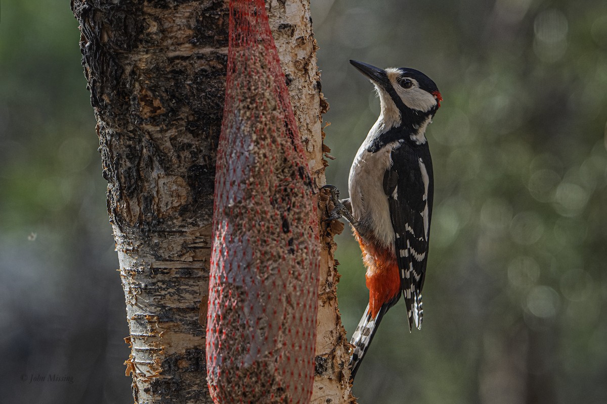 נקר עקוד (אירופי) - ML646434123