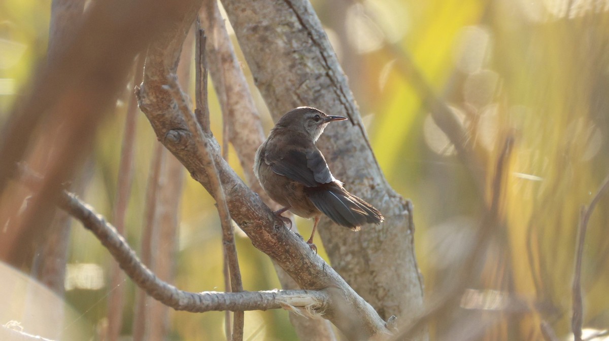 Little Rush Warbler - ML646434125