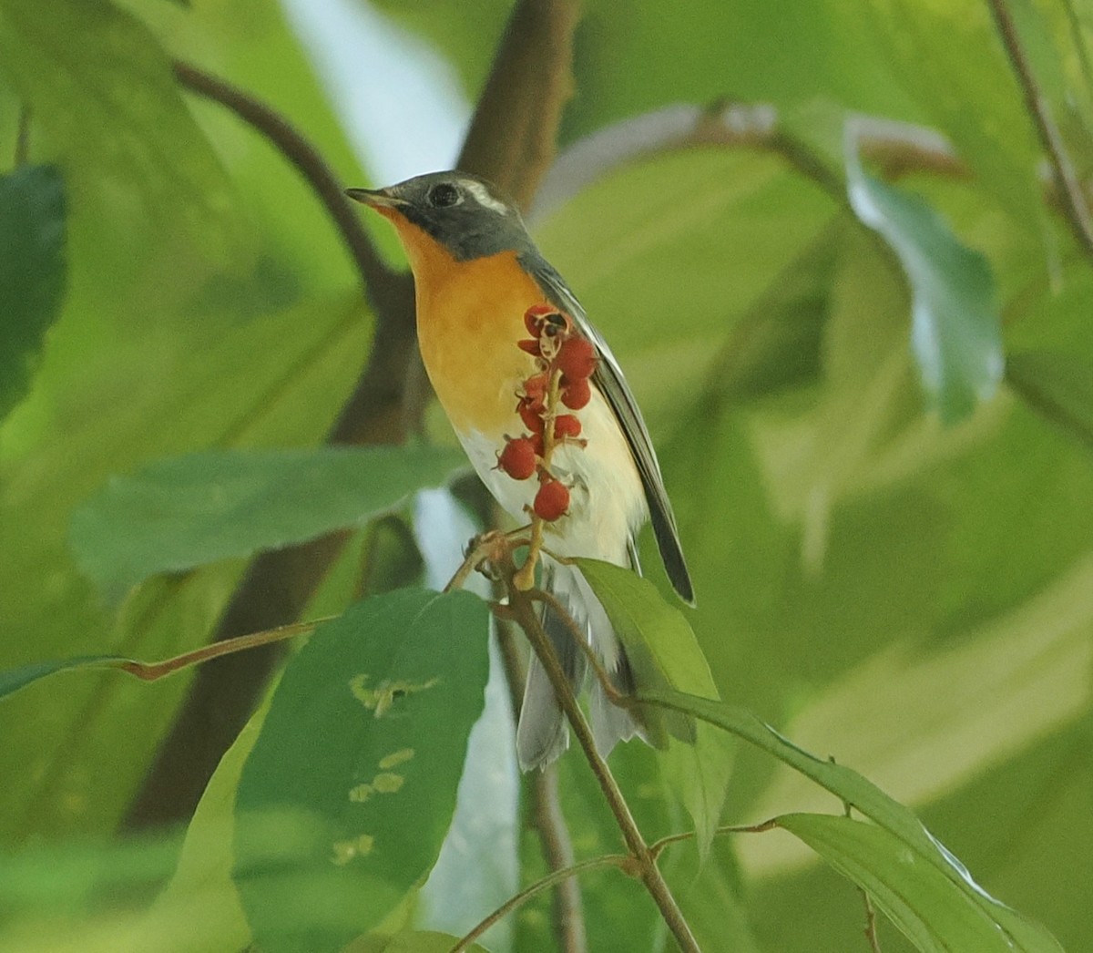 Gobemouche mugimaki - ML646434126