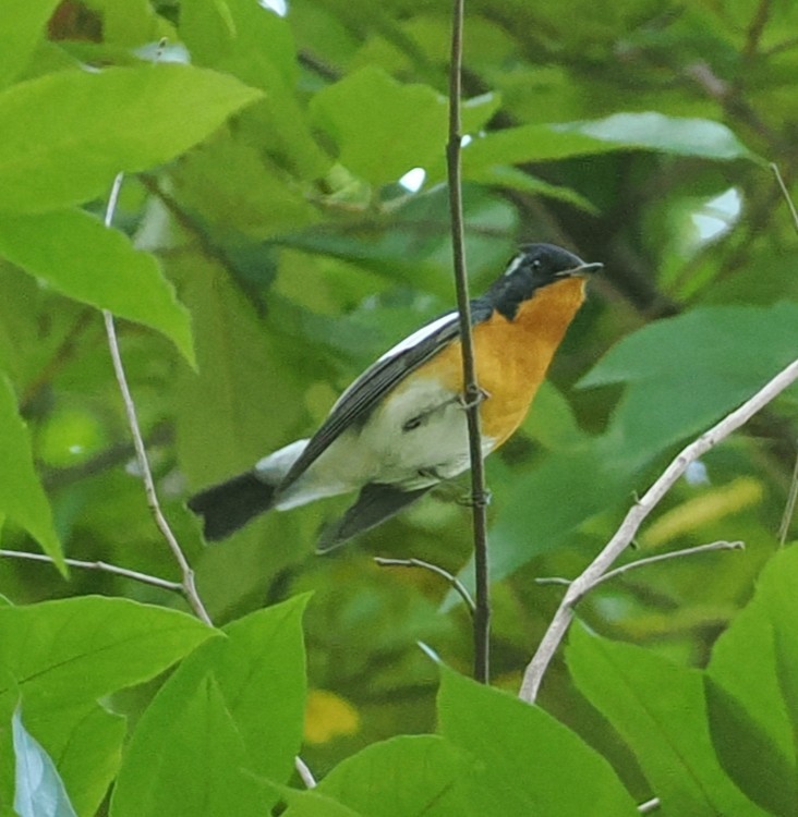 Gobemouche mugimaki - ML646434127