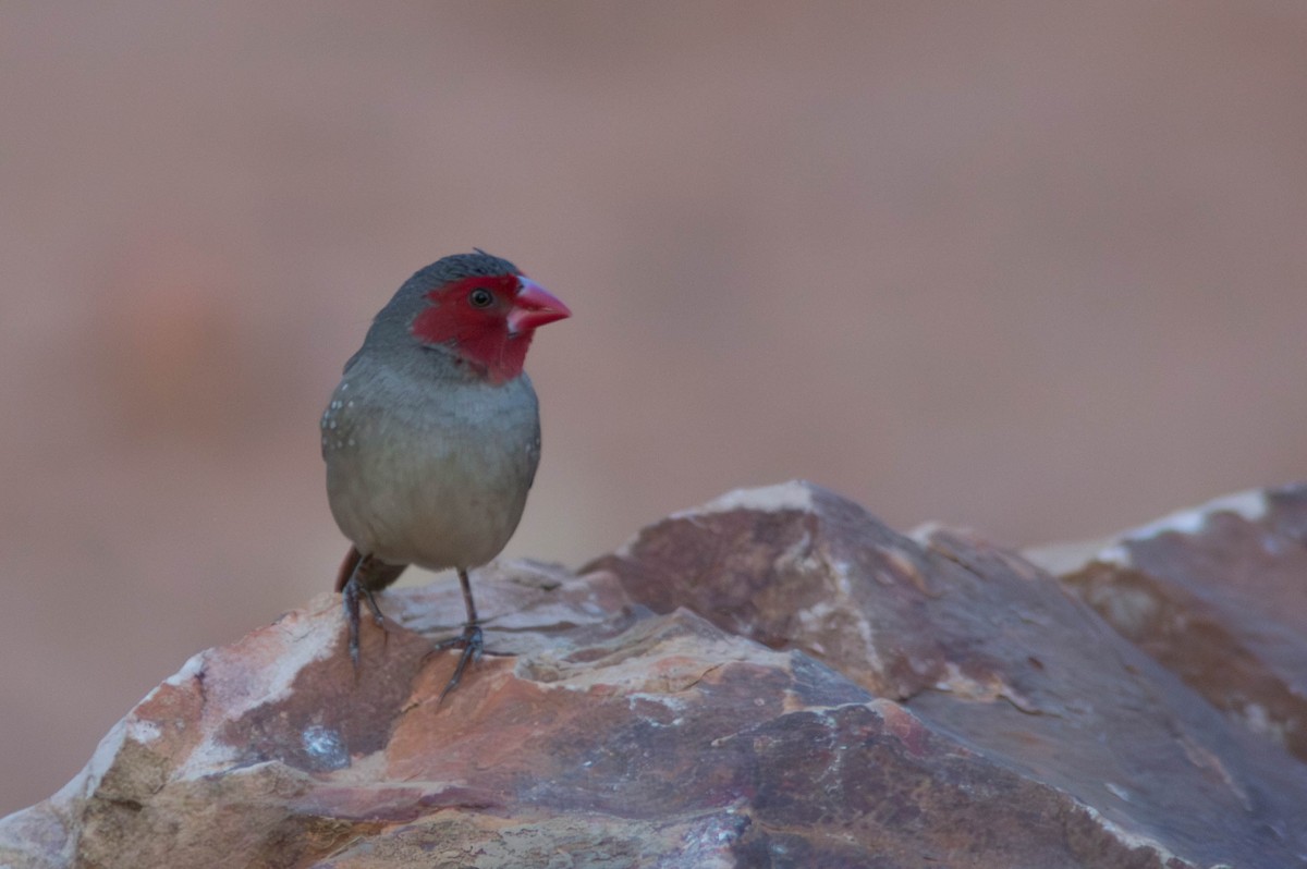 Crimson Finch - ML646434128