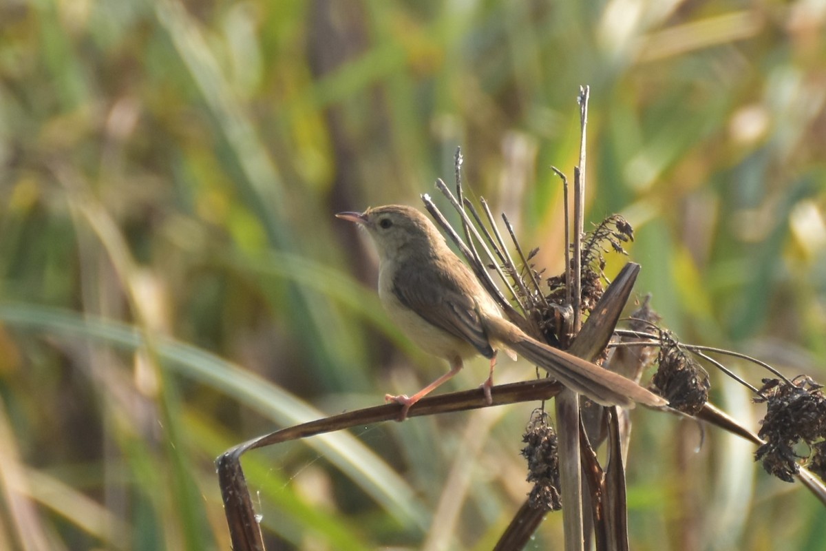 אווזון קטן-מקור - ML646434130