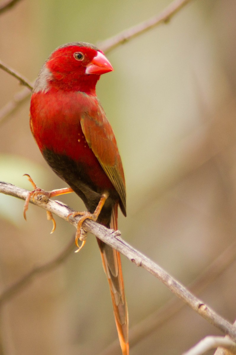 Crimson Finch - ML646434137
