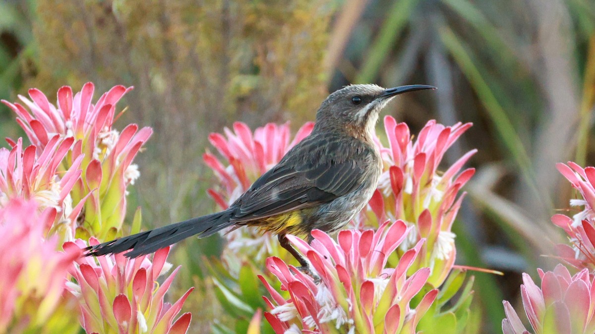 Cape Sugarbird - ML646434139