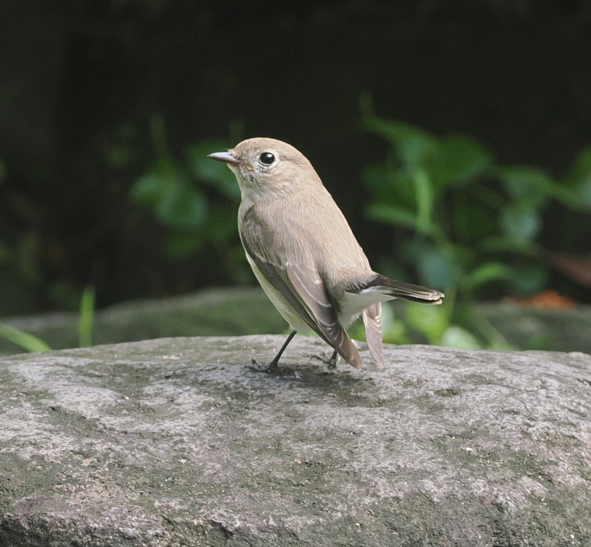 חטפית טאיגה - ML646434140