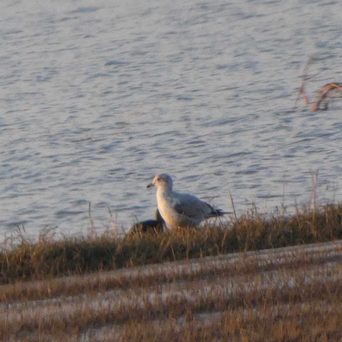 שחף עקוד-מקור - ML646434142