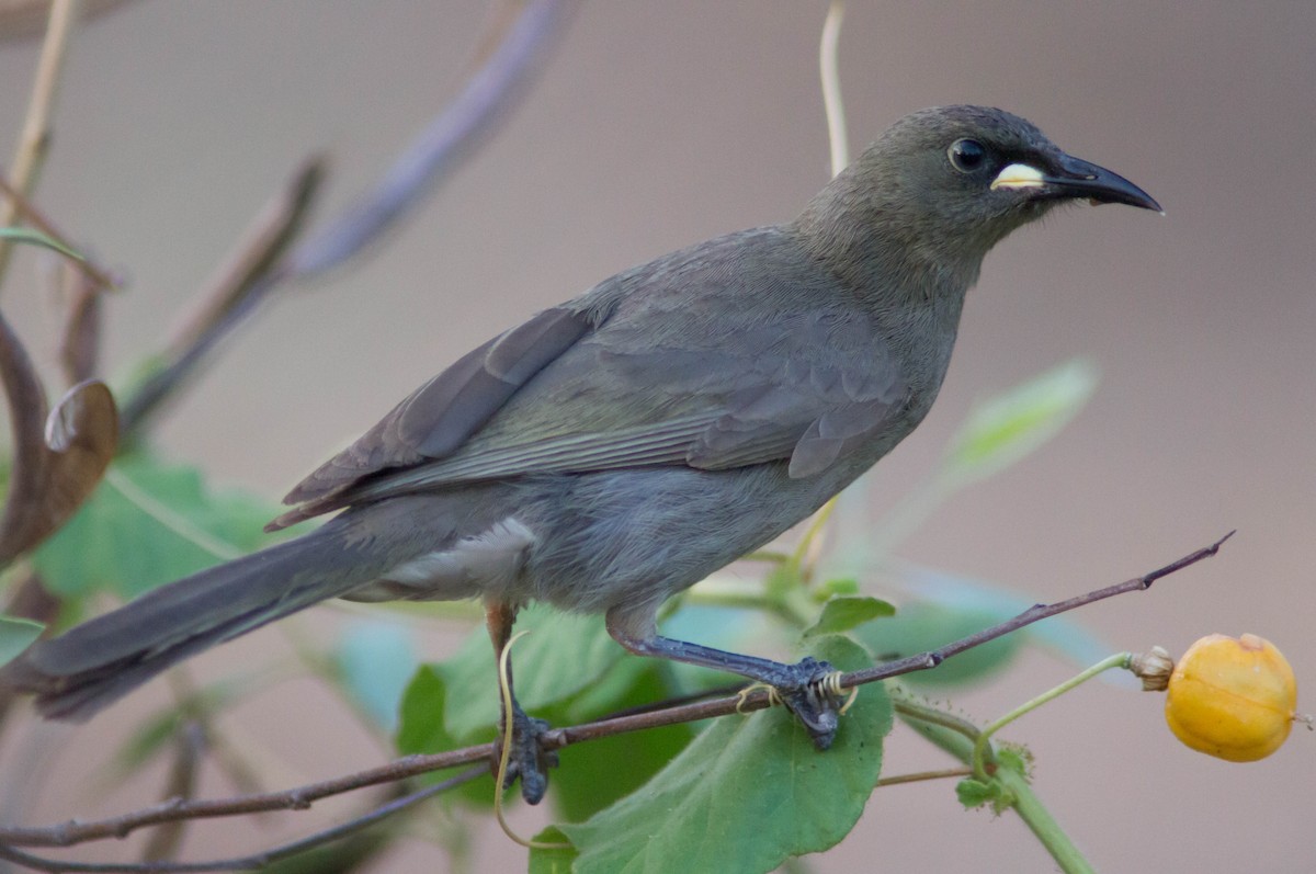 White-gaped Honeyeater - ML646434143
