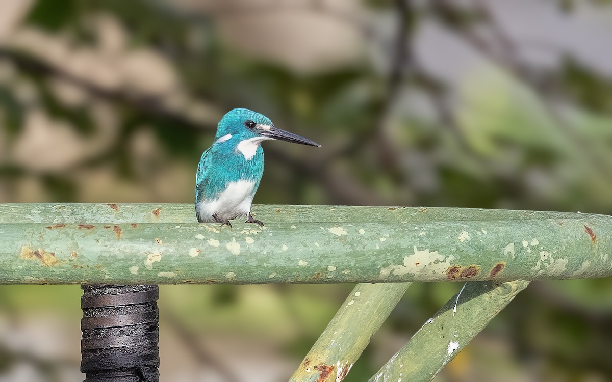 Small Blue Kingfisher - ML646434144